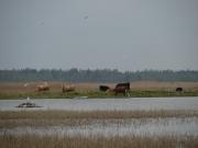 Savvaļas govis ganās Engures ezera krastā