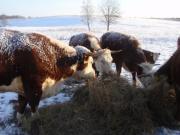 Aberdinas angusus, šerolē un herefordi šķirņu govis