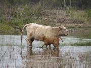 Savvaļas govs ar telēnu Engures ezera krastos
