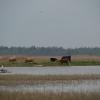 Savvaļas govis ganās Engures ezera krastā